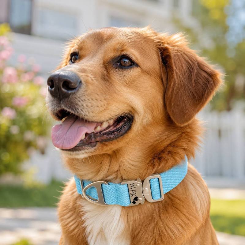 Özel Taktik Köpek Tasması - Be - Outdoor Adventure Names incelemesi ve fiyatı